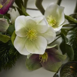 Christrose Edel, weiß/grün, 35 cm