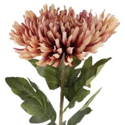 Chrysantheme Edel, altrosa, 76 cm