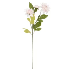 Dahlie Edel, 3 Blüten, rosa, 65 cm