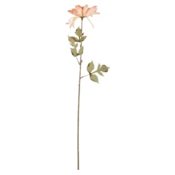 Dahlie Herbst, Antik/apricot, 74 cm