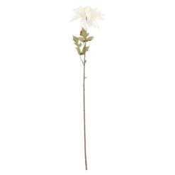 Dahlie Herbst, Antik/creme, 74 cm