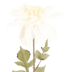 Dahlie Herbst, Antik/creme, 74 cm