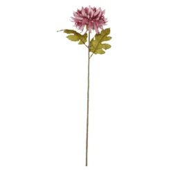 Dahlie Herbst, lila, 56 cm