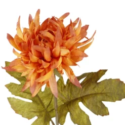 Dahlie Herbst, orange, 56 cm