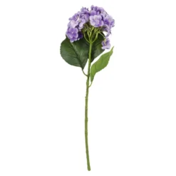 Hortensie Isabella, lila, 45 cm