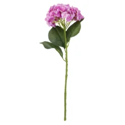 Hortensie Isabella, pink, 45 cm