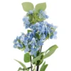 Hortensie Lily, blau, 55 cm