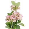Hortensie Lily, rosa, 55 cm