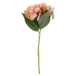 Hortensie Sophia, apricot, 35 cm