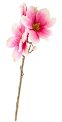 Magnolie Edel, pink, 40 cm
