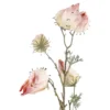 Physalis Edel, pink, 70 cm