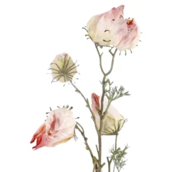 Physalis Edel, pink, 70 cm