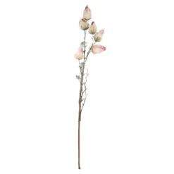 Physalis Edel, pink, 70 cm