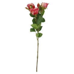 Rose Alina, 3 Blüten/dunkelrosa, 38 cm