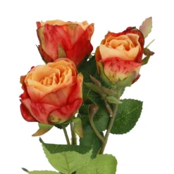 Rose Alina, 3 Blüten/orange, 38 cm
