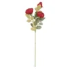 Rose Antik, 3 Blüten, dunkelrot, 60 cm