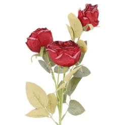 Rose Antik, 3 Blüten, dunkelrot, 60 cm