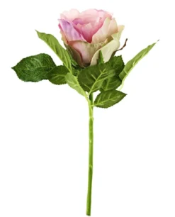 Rose, 30 cm, alt-rosa