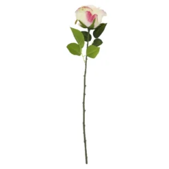 Rose Florence, apricot, 51 cm