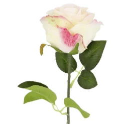 Rose Florence, apricot, 51 cm