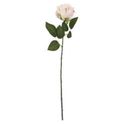 Rose Florence, rosa, 51 cm