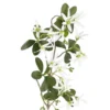 Sternmagnolie Edel, weiß, 74 cm