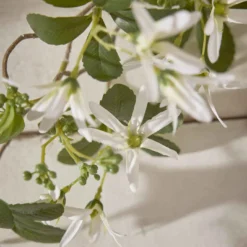 Sternmagnolie Edel, weiß, 74 cm