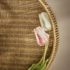 Tulpe Edel, hellrosa, 48 cm