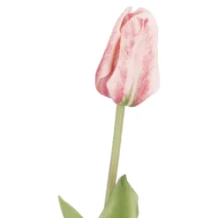 Tulpe Edel, hellrosa, 48 cm