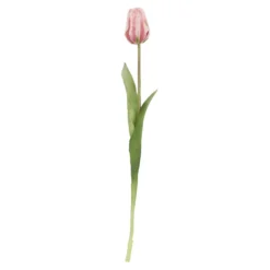 Tulpe Edel, hellrosa, 48 cm