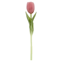 Tulpe Edel, Mini/rund/rosa, 25 cm