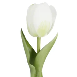 Tulpe Edel, Mini/rund/weiß, 25 cm