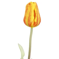 Tulpe Edel, orange, 48 cm