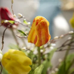 Tulpe Edel, orange, 48 cm