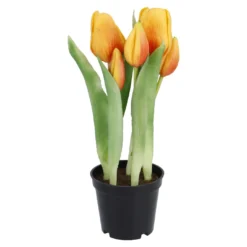 Tulpen im Topf, orange, 25 cm
