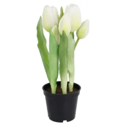 Tulpen im Topf, weiß, 25 cm